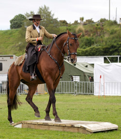 Lusitano Horse - Working Equitation