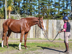 Breaking In / Starting a young horse