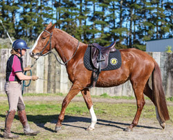Saddling up