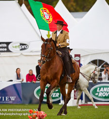 Lusitano Horses