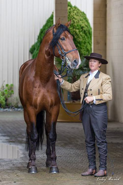 The Lusitano Horse