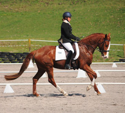 Lusitano Horse